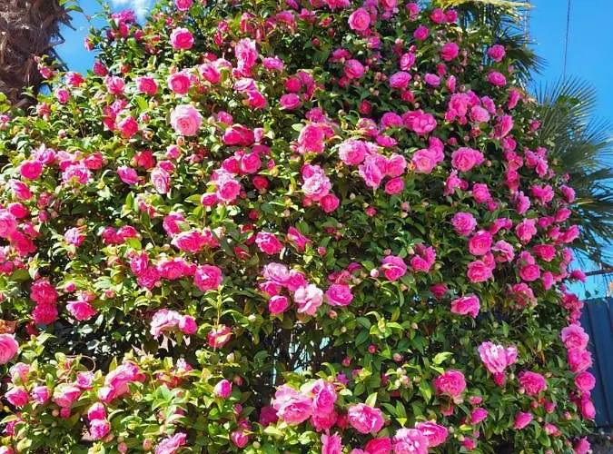 Casa Delle Azalee * Gravellona Toce